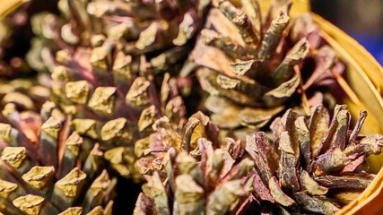 many lots of pine cones macro photo color