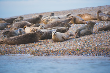 sea ​​lion