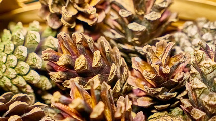 many lots of pine cones macro photo color