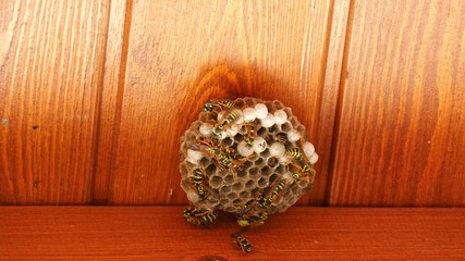 Closeup of wasps working on wasp hive. static shot.