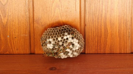 Closeup of wasps working on wasp hive. static shot.