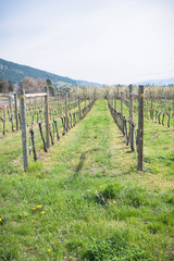 Fototapeta na wymiar Rows of grapevines and green grass in Okanagan Valley vineyard in springtime