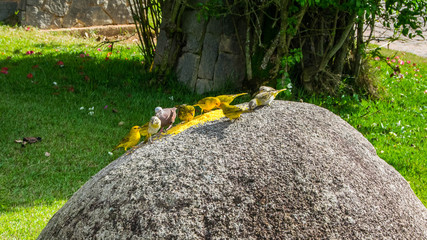 Canários amarelos. Yellow birds on the rock in Brazil