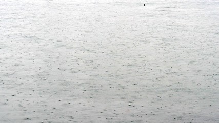 Cormorant swimming over the sea in rainy day with raindrops at izmir Turkey.
