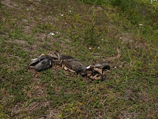 lizard carcass in the grass