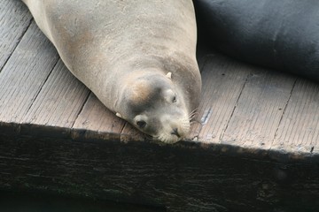 アザラシ, 動物, 海, シーライオン, 哺乳動物, アシカ, 水, オットセイ,...