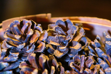 many lots of pine cones macro photo color