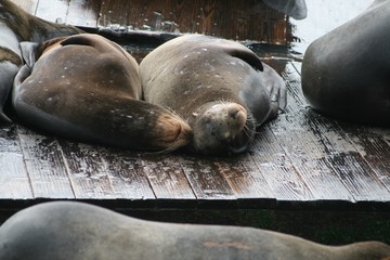 サンフランシスコの鉄板・名所　フィッシャーマンズワーフ