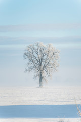 Lone oak tree in a snowy field with frost covering