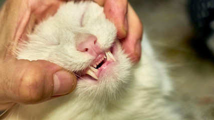white cat shows teeth close up macro photo color