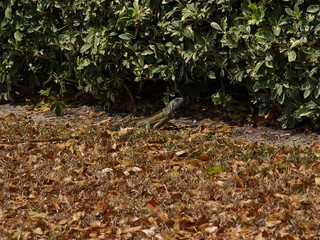 iguana on leaves on the ground