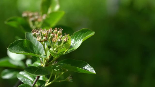 Unripe green Aronia fruits on branch (Melanocarpa) - (4K)
