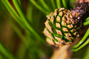 the bump grows on a branch of spruce color low light