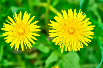 dandelion close-up view from above color macro
