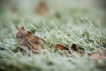 Frost covered green grass and oak tree leave