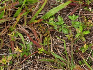 dragonfly in the grass