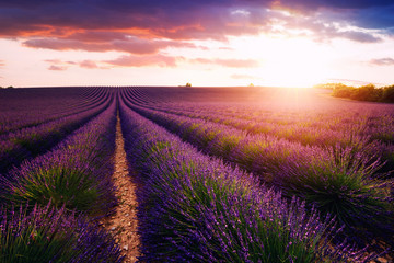 Fototapeta na wymiar Lavender field near Valensole