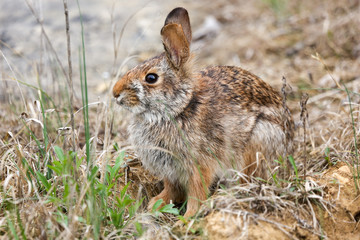 Cottontail Rabbit