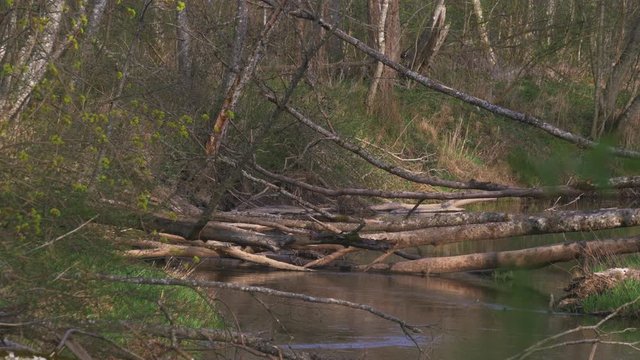 A Fox Crosses A River Through Fallen Trees On A Calm Spring Evening. 4K Slow-Motion Footage