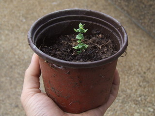 garden,plant,green,hand,grass, red