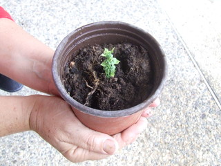 garden,plant,green,hand,grass, red