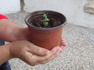 garden,plant,green,hand,grass, red