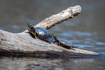 Fototapeta premium turtles on a log