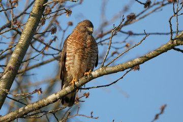 Red shouldered hawk