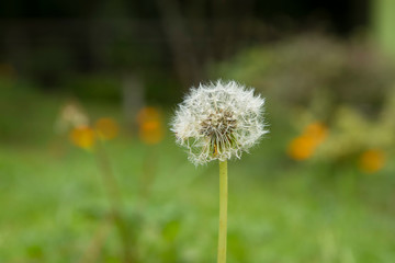 dandelion on green grass