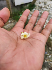 Papaya flower (Carica papaya L.) on Hand. Falling Flowers