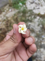 a Hand Holding a Papaya Flower. Selective Focus