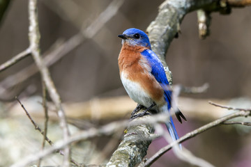 Bluebird on branch