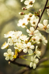 Cherry tree white blossoms in the spring