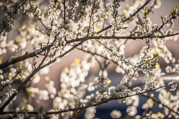 Cherry tree white blossoms in the spring