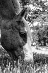 Black and white horse head