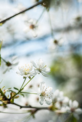 Cherry tree white blossoms in the spring