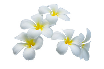 white frangipani or plumeria flowers isolated on white background with clipping path