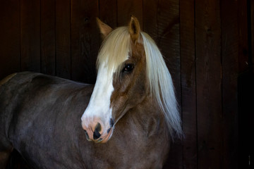 Gypsy Horse 