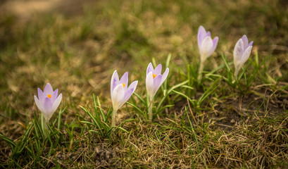 Pink and white snowdrops in a green grass