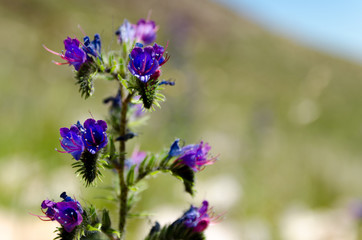 Flores de Sierra de la Ventana