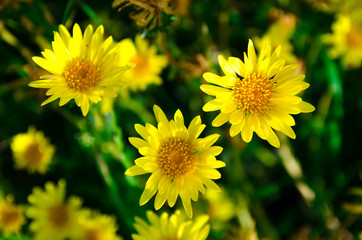 Flores de Sierra de la Ventana