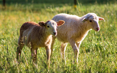 Baby Sheep in Field