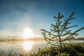 Sunrise with a small pine tree and blue sky
