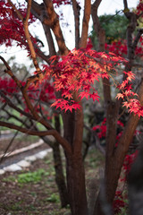 Kitano Tenmangu in Kyoto, Japan