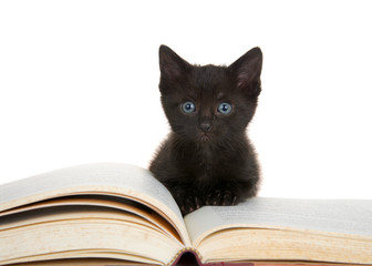 HD video of a Tiny black kitten sitting on large story book looking at viewer with bright blue eyes. Isolated on white.