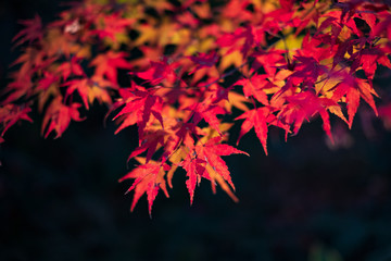 Kitano Tenmangu in Kyoto, Japan