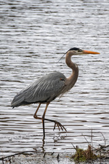 great blue heron in the water