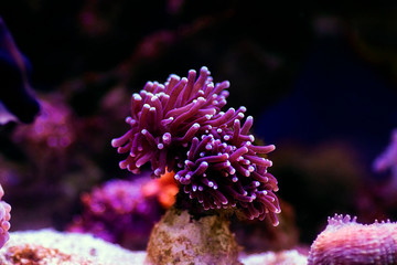 Euphyllia Torch LPS coral -  Euphylliidae Glabrenscens 