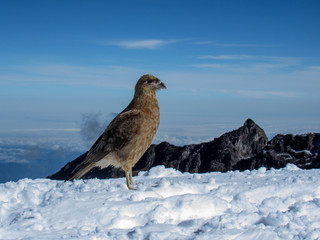 Bird on the snow