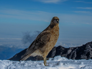 bird in the snow. Curiquinge